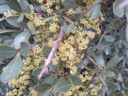 Searsia pterota flowers